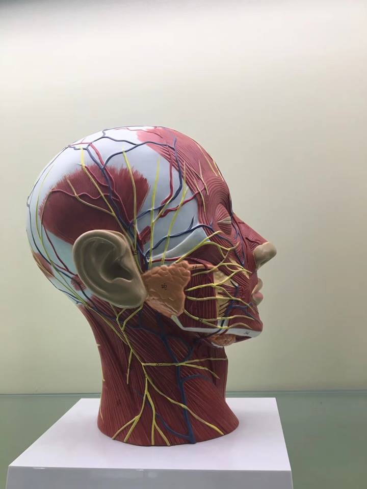 Máy quét 3d giúp các bác sĩ và nhà nghiên cứu thu thập mẫu vật sống